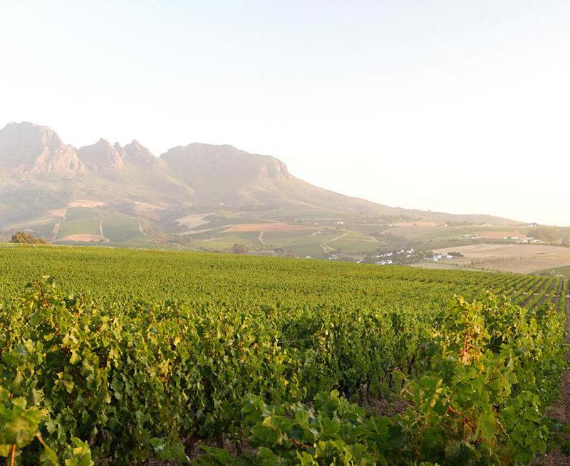 Stellenbosch